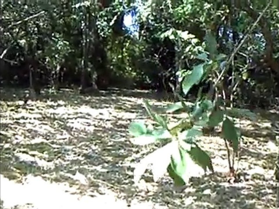 Teaser La cabane au fond du jardin