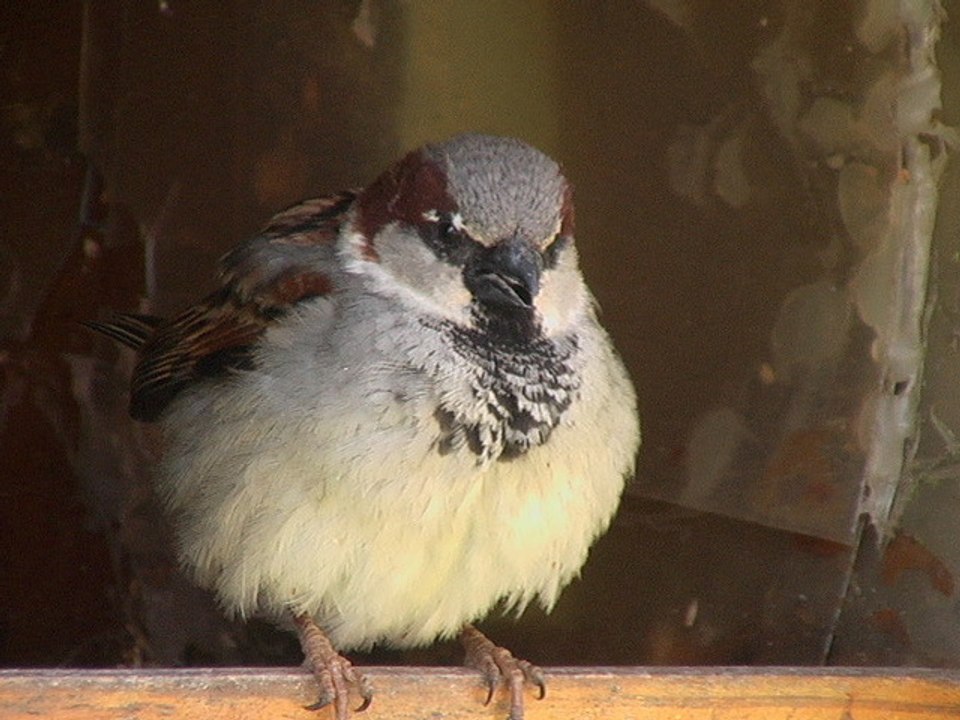 Le moineau domestique dit "le Pierrot"