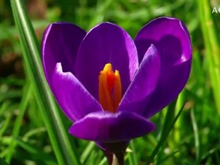 Aquos  museum  vincent van gogh