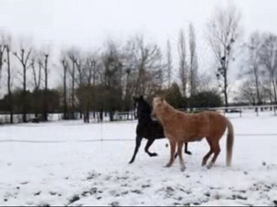 Juments dans la neige