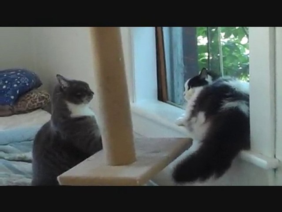 My Crazy Cats
