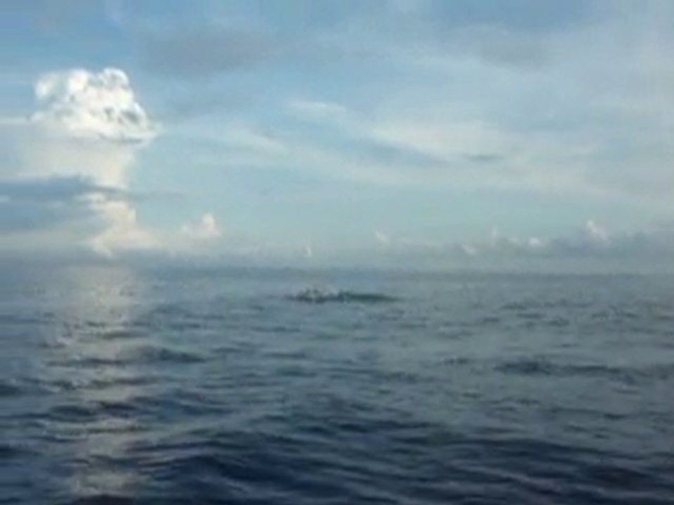 Dauphins