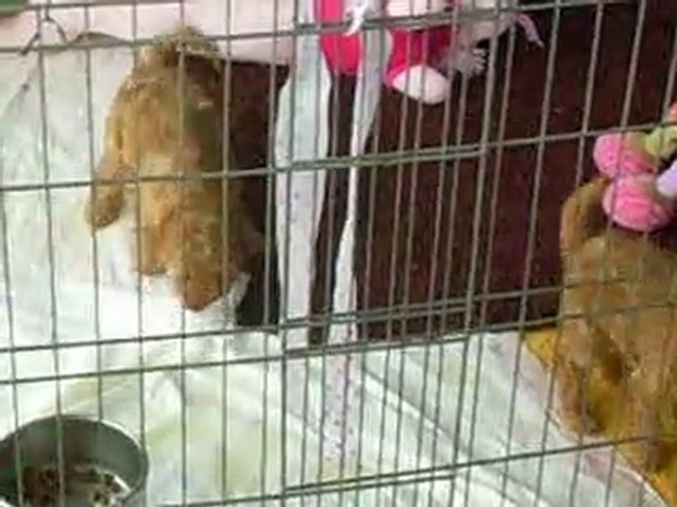 chiots jeu