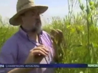 Du pollen et du nectar pour sauver les abeilles