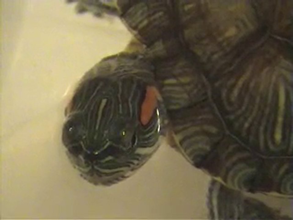 AKVARYUM.COM-su kaplumbağasıMustafa referandum tahmini yaptı