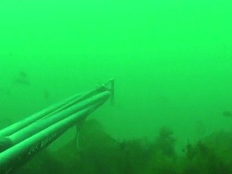 /Users/Cap/Chasse sous marine juin 2010 RI fullhd