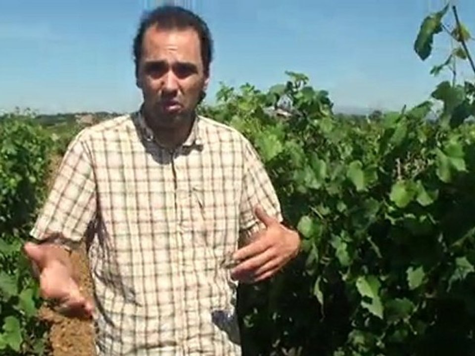 Colombette traité de viticulture par Vincent Pugibet