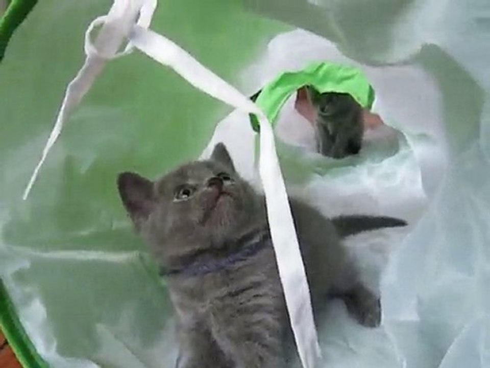 chat chaton chartreux de Tatouine