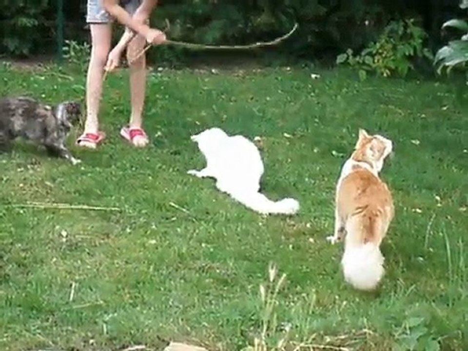 éleveuse de chats
