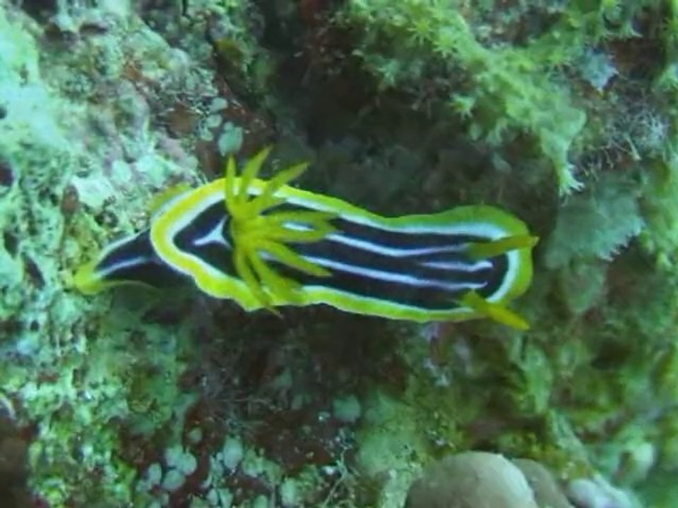 divers mer rouge