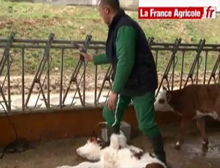 Veaux : limiter le stress de l'écornage