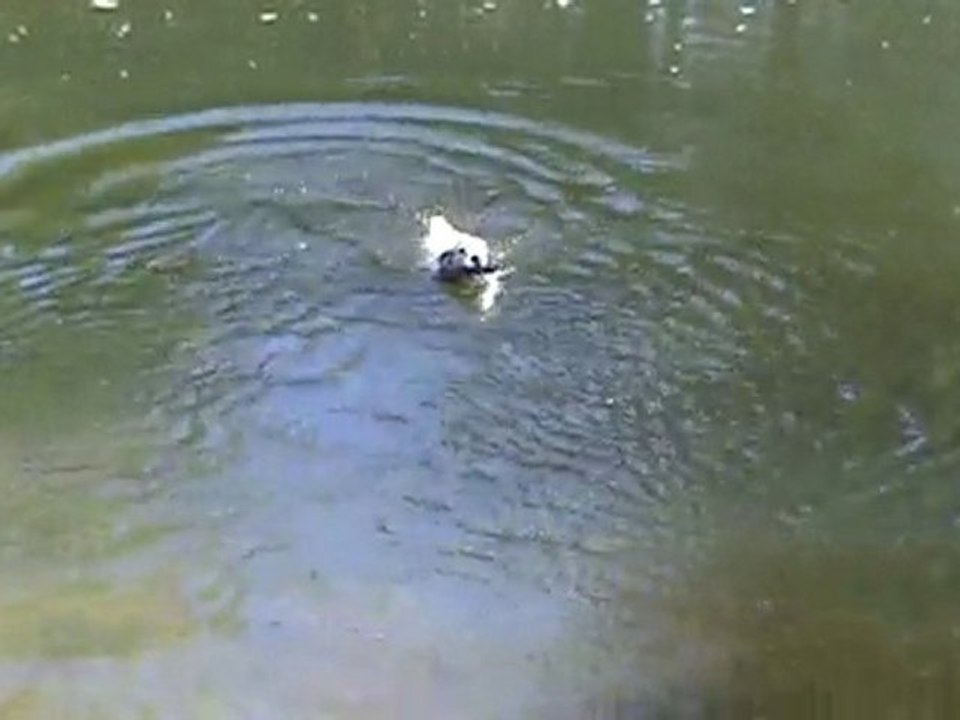 raven dans l'eau