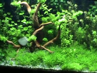 mon aquarium