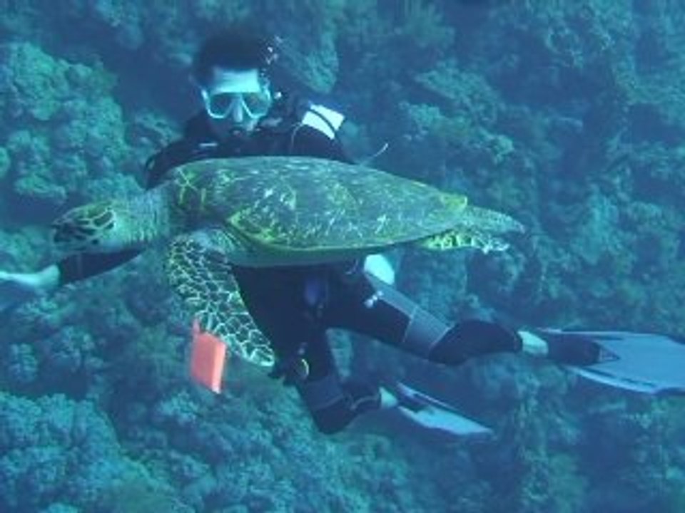 Tortue et plongeurs