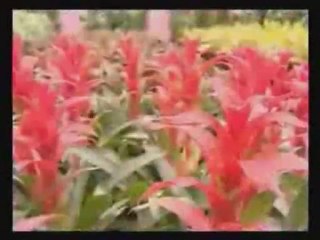 Kesme Çiçek Yetiştirciliği