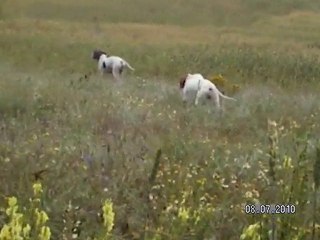 rüya lider dream alfa ve angelina jolie