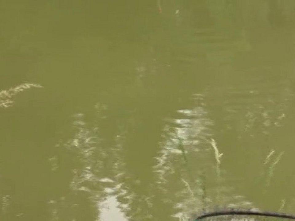 journée peche à la carpe au coup (carpe max : 7kg) 2/3