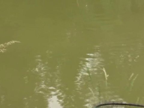 journée peche à la carpe au coup (carpe max : 7kg) 2/3