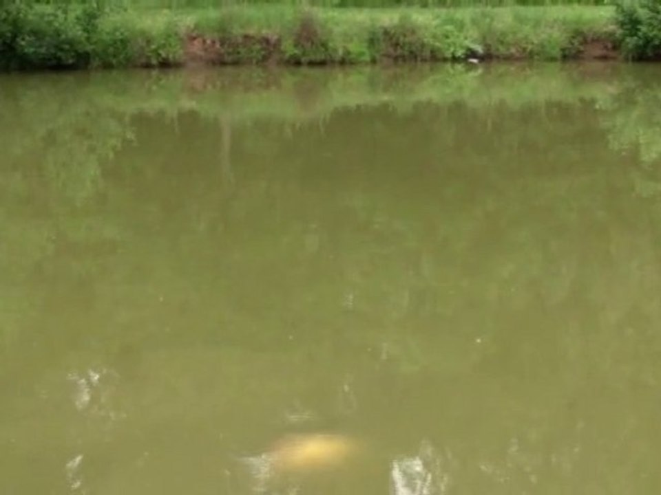 journée peche à la carpe au coup (carpe max : 7kg) 3/3
