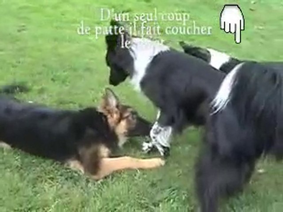 Chien:Language canin