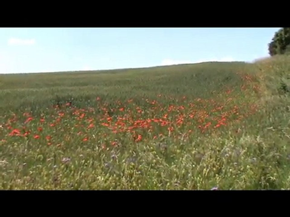 Balade de l'Oppidum de Millau