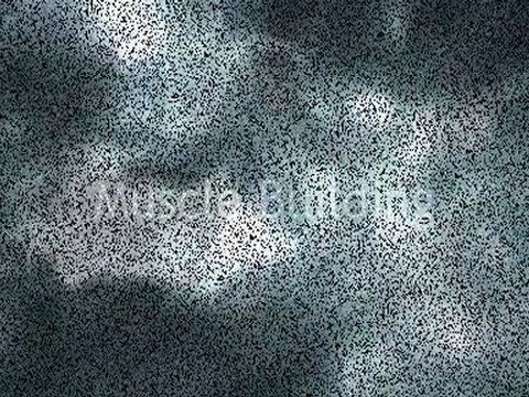 P90x workouts One Good Way To Lose Pounds Is To Lose Calorie