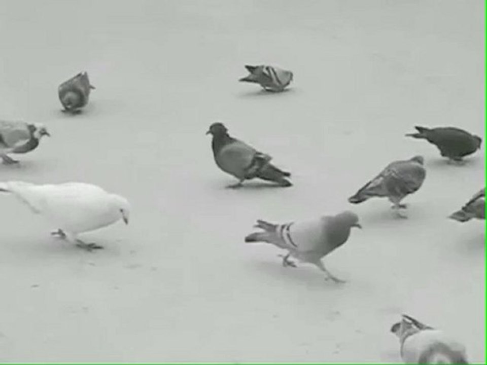 sommes nous  des Pigeons ?