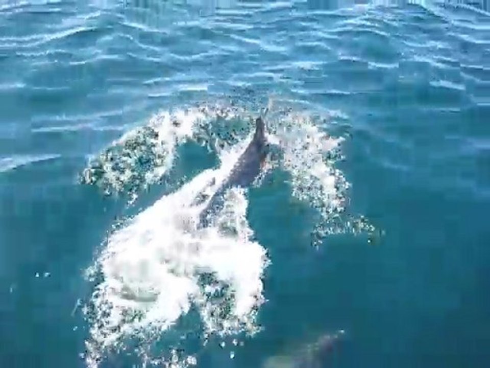 Dauphins devant une étrave