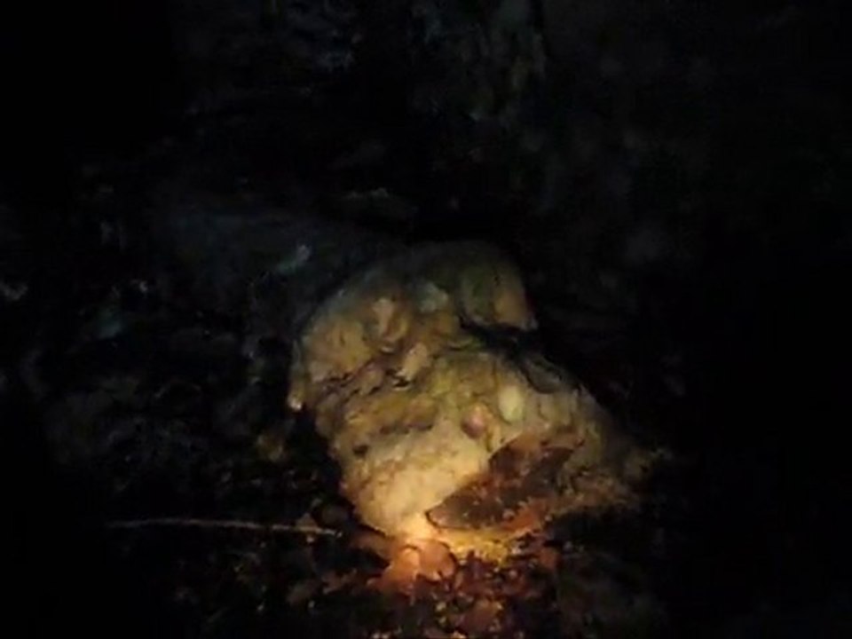 Gruta da Serpente em Sintra (a par da Lenda da Gruta da ...