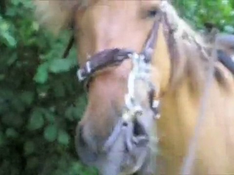 Pilou et Orion s'entraînent au trec