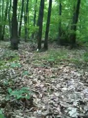 Pétard Du Pauvre Par Ulysse Napoly