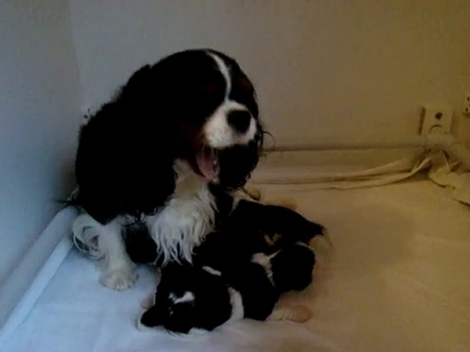 Clélia & ses chiots à 2 semaines