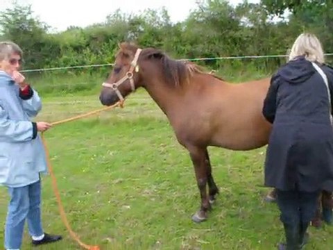 1er seance bourgneuf cheval