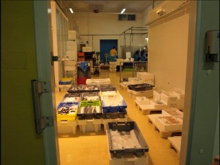 Retour de pêche, les coulisses de la criée rochelaise.