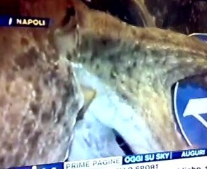 Il polpo Gennarino sfida Paul