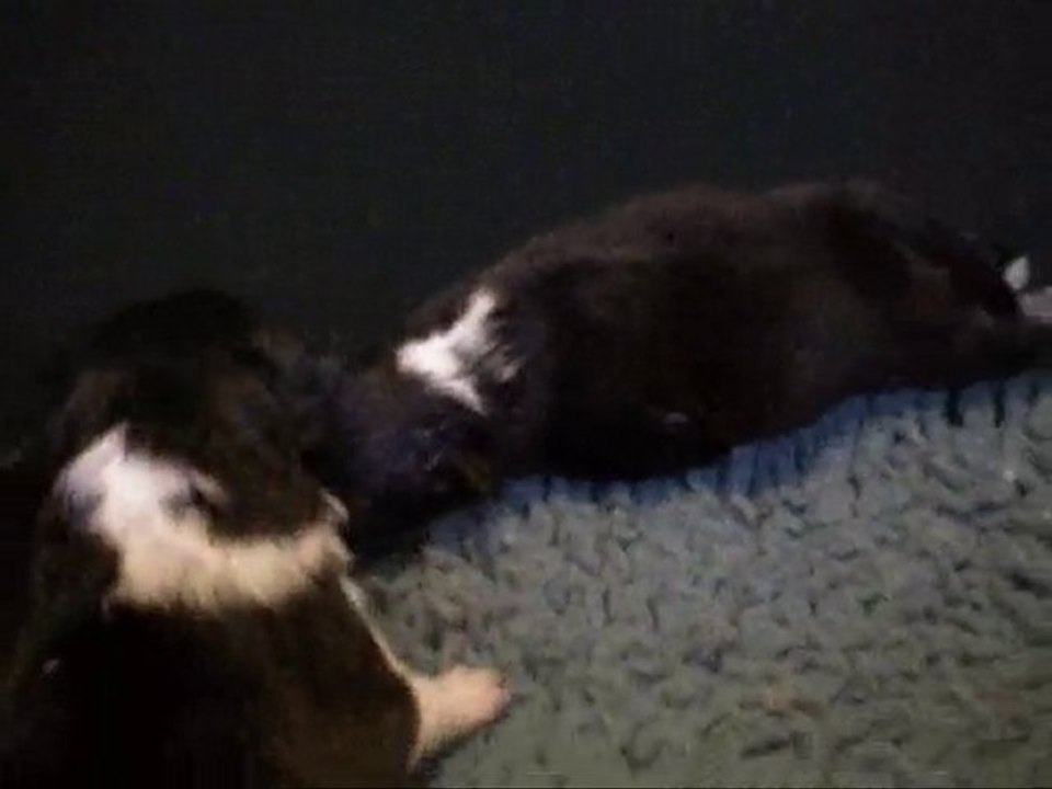 Chiots à 5 jours