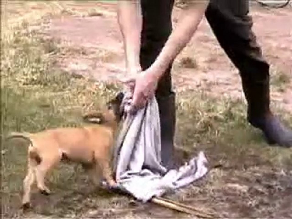 Mecberger EEMELI 6 Wochen/Weeks