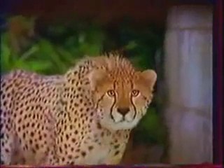 Publicité Gaipare avec notre Guépard Toby