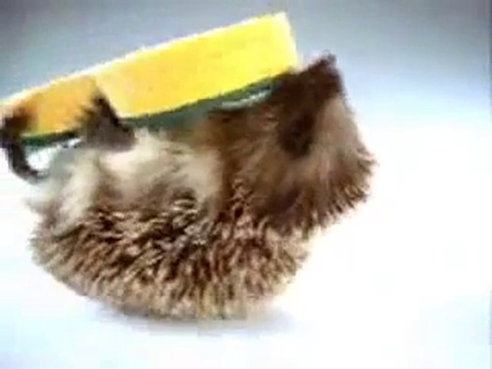 Publicité Spontex avec notre hérisson