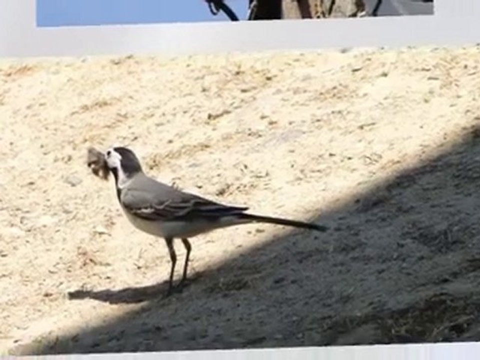 Les oiseaux