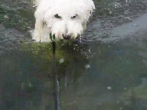 Eole brevet natation 10 mètres