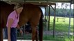 Horse Grooming - How To Groom Your Horse - part 4