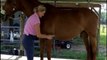 Horse Grooming - How To Groom Your Horse - part 3