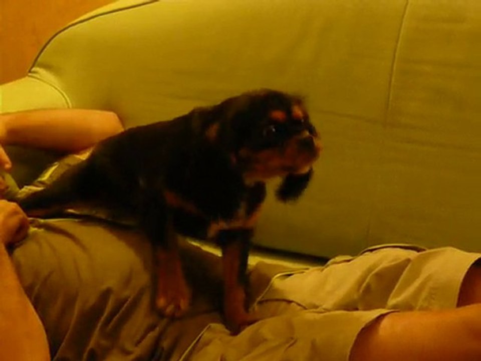 Elfy défend son territoire