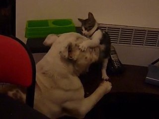 Weed et Néo font mumuse 2