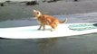 Scottish Fold vs OMG Surfing Cat!!!! - Animal Idol 034