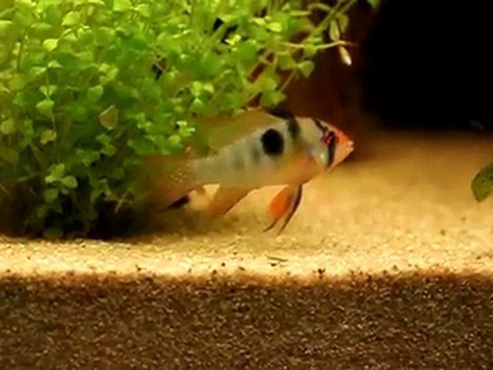 Ramirezi et ancistrus mâle