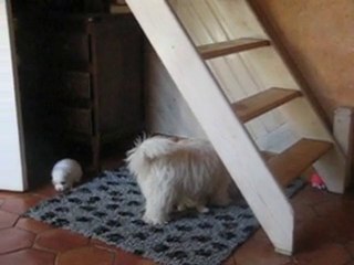 portée d'Udine et Balthazar du 06/06/2010