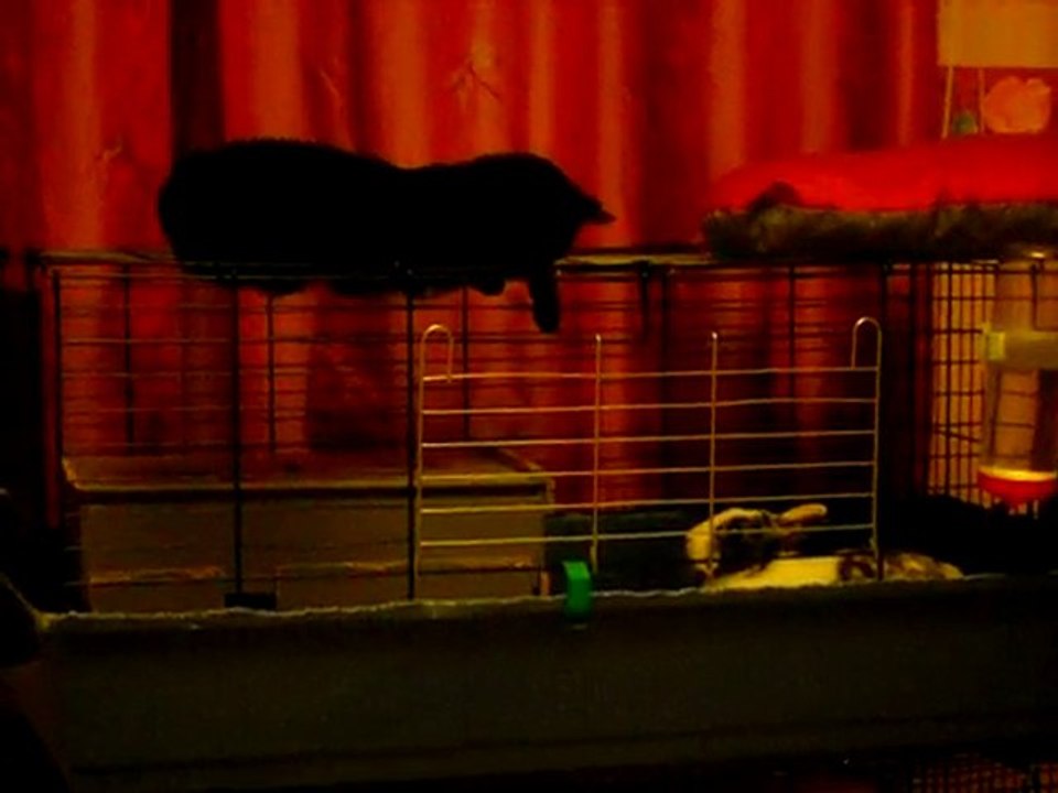 Minette VS Luna