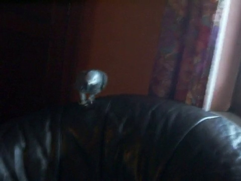 kirikou mon gris du Gabon